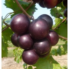 Muscadine Grape