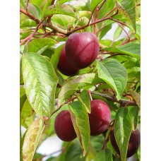 Myers Plum