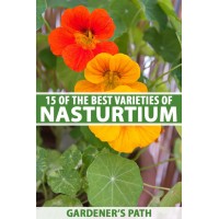 Nasturtium