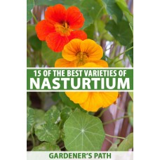 Nasturtium