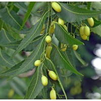 Neem