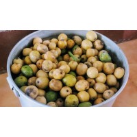 Nepali Hog Plum