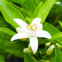 Neroli