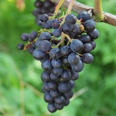 Nocera Grape