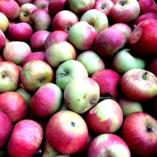 Northern Spy Apple