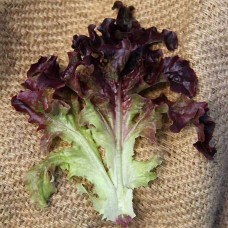 Oakleaf Lettuce