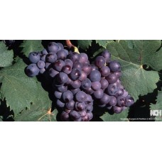 Oeillade Noire Grape