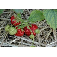 Ogallala Strawberry
