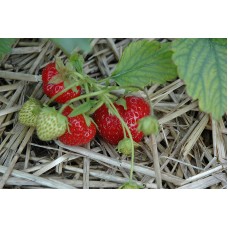Ogallala Strawberry