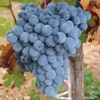 Okuzgozu Grape