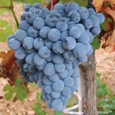 Okuzgozu Grape
