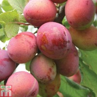Opal Plum