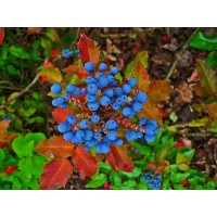 Oregon Grape