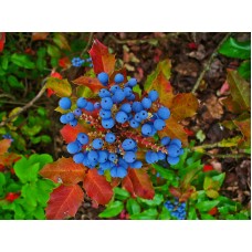 Oregon Grape