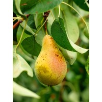 Orient Pear
