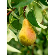 Orient Pear