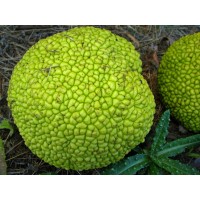 Osage Orange