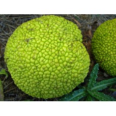 Osage Orange