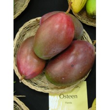 Osteen Mango