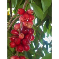 Otaheite Apple