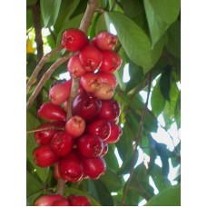 Otaheite Apple