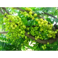 Otaheite Gooseberry