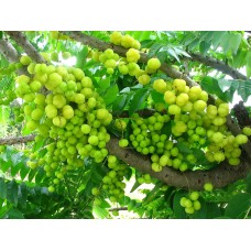 Otaheite Gooseberry