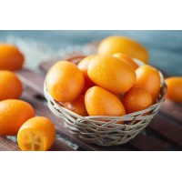 Oval Kumquat