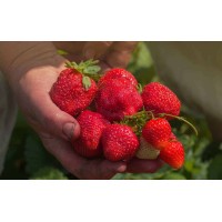 Ozark Beauty Strawberry