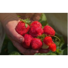 Ozark Beauty Strawberry