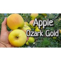 Ozark Gold Apple