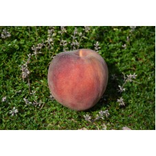 O’Henry Peach