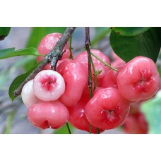 Pacific Rose Apple