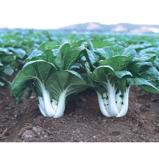 Pak Choi