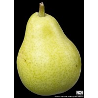 Parsonage Pear
