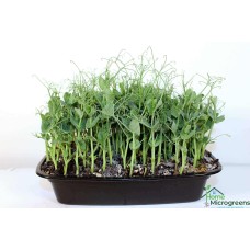 Pea Shoots and Tendrils