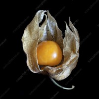 Peruvian Groundcherry