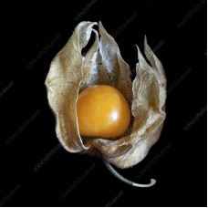 Peruvian Groundcherry