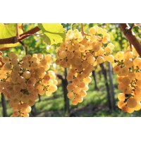 Petit Manseng Grape