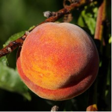 PF Lucky 13 Flamin’ Fury Peach