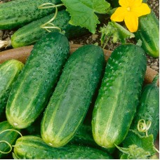 Pickling Cucumber
