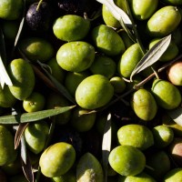 Picual Olive