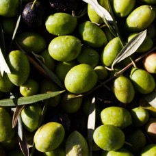 Picual Olive