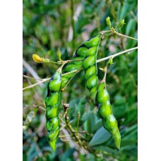 Pigeon Pea