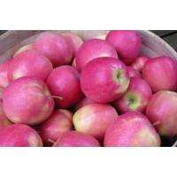 Pink Lady Apple