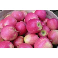 Pink Lady Apple