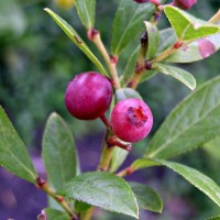 Pink Lemonade Blueberry