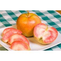 Pink Pearl Apple