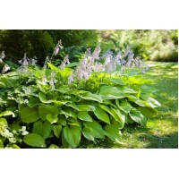 Plantain Lily Leaves