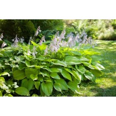 Plantain Lily Leaves